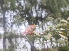 -天平湖公园