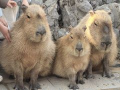 -合肥野生动物园