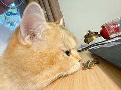-猫大福·Fortune Cat猫舍(百子湾店)