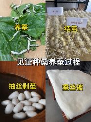 -太湖雪蚕桑文化园