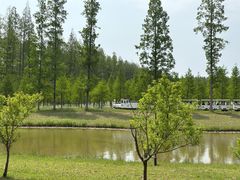 -黄海国家森林公园