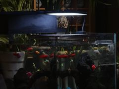 -谷咖啡·鲜花绿植花园餐厅