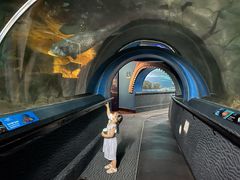 -上海海洋水族馆