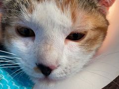 -艾贝尔宠物诊疗