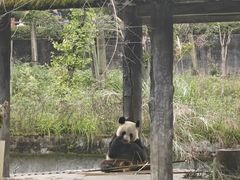 -中国大熊猫保护研究中心雅安碧峰峡基地