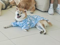 -怪兽屋·羊驼·猫咖·狗咖(俊华广场店)