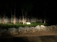 -清迈夜间动物园