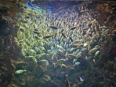 -海合安青岛极地海洋公园