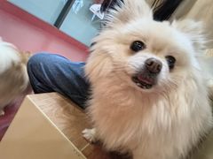 -和它·交个朋友·狗咖猫咖(爱琴海店)