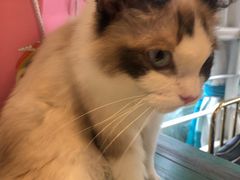 -喵喵咪呀布偶猫咖(春熙路店)