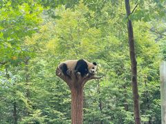-都江堰中华大熊猫苑