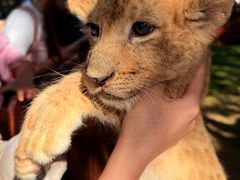 -西霞口神雕山野生动物世界