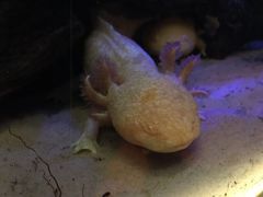 -悉尼海洋生物水族馆