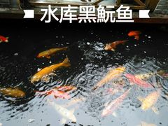 水黑皖鱼-侠成水上农庄(工业大道店)