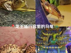 -上海大自然野生昆虫馆(东方明珠·爬宠昆虫探索中心)