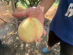 -老袁家蜜桃农场·阳山水蜜桃