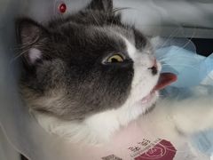 -佳怡动物医院·平价24小时·猫专科骨外科