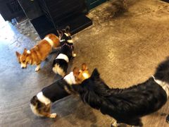 -百好乐宠物友好餐厅(朝外大街店)