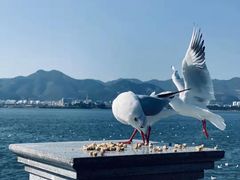 -青岛第二海水浴场