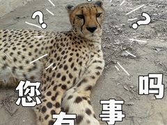 -上海野生动物园