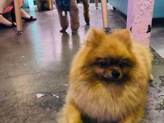 -百好乐宠物友好餐厅(朝外大街店)