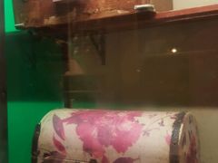 -猫咪博物馆(顶澳仔猫街店)