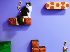 -十年猫舍·猫咪专门店(普陀店)