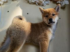 -柴犬高等学院·狗咖·柴犬售卖·宠物训练