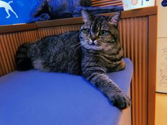 -芭比堂动物医院·犬猫全科·异宠专科(雁塔分院)