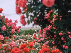 -上海辰山植物园