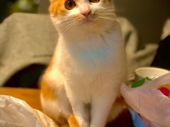 -谐和益家动物医院·免疫绝育·血液透析·宠保定点医院(高新伊藤分院)