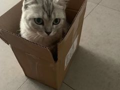 -纳吉亚猫专科动物诊疗中心(蒋宅口分院)