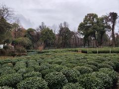 -野蔓果·山野菜(西湖景区·龙井茶田店)
