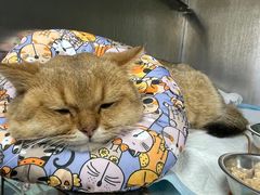 -东莞宠友24H宠物中心医院·转诊夜诊·异宠(新河北路院)