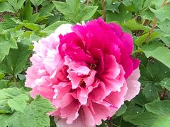 -合肥三国新城遗址公园