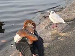 -海德公园