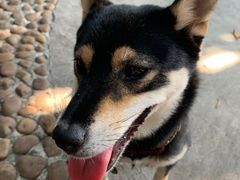 -柴犬高等学院·狗咖·柴犬售卖·宠物训练