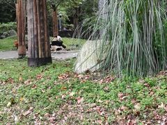 -都江堰中华大熊猫苑