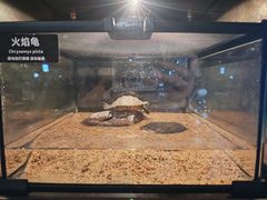 -太平洋海底世界