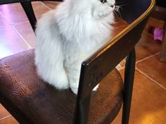 喵-李小姐の猫咖啡馆(五角场店)