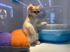 -龟与熊猫宠物公园(南坪店)