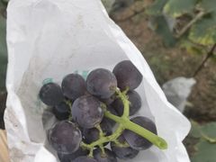 -桃源山庄·水蜜桃采摘·柴火鸡·烧烤团建(龙泉山店)