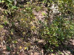 -帽儿山国家森林公园