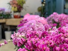 -双季花艺园艺市场(浦东店)
