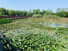 -长兴太湖图影湿地文化园