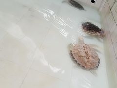 -广东惠东海龟国家级自然保护区
