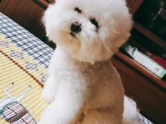 -A猫a狗全科·犬猫异宠·芥西宠物医院(南开总院)