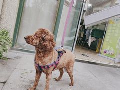 -瑞派·关忠动物医院·猫专科·犬专科(三环新城店)