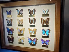 -上海昆虫博物馆