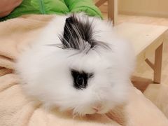 -猫猫幼稚园·撸猫·桌游·电玩